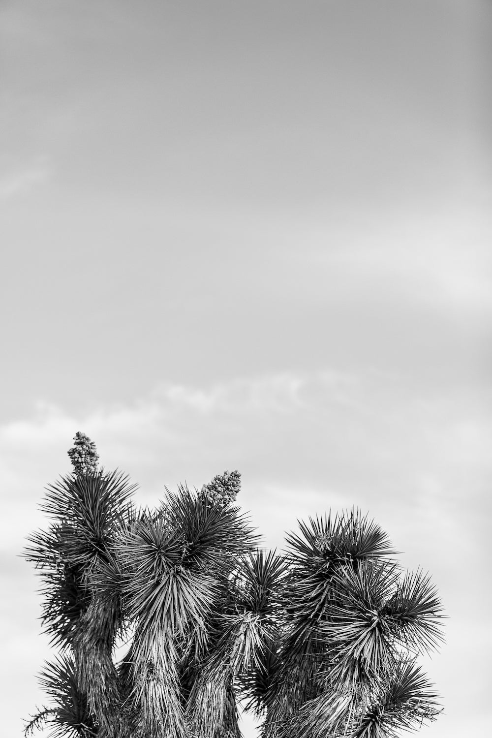 Joshua Tree Tops B&W