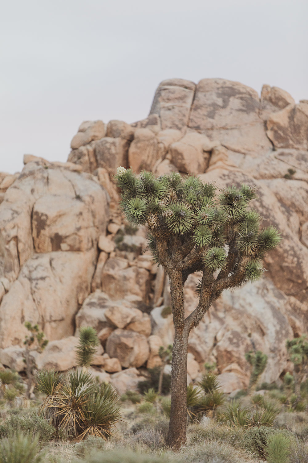 Classic Joshua Tree