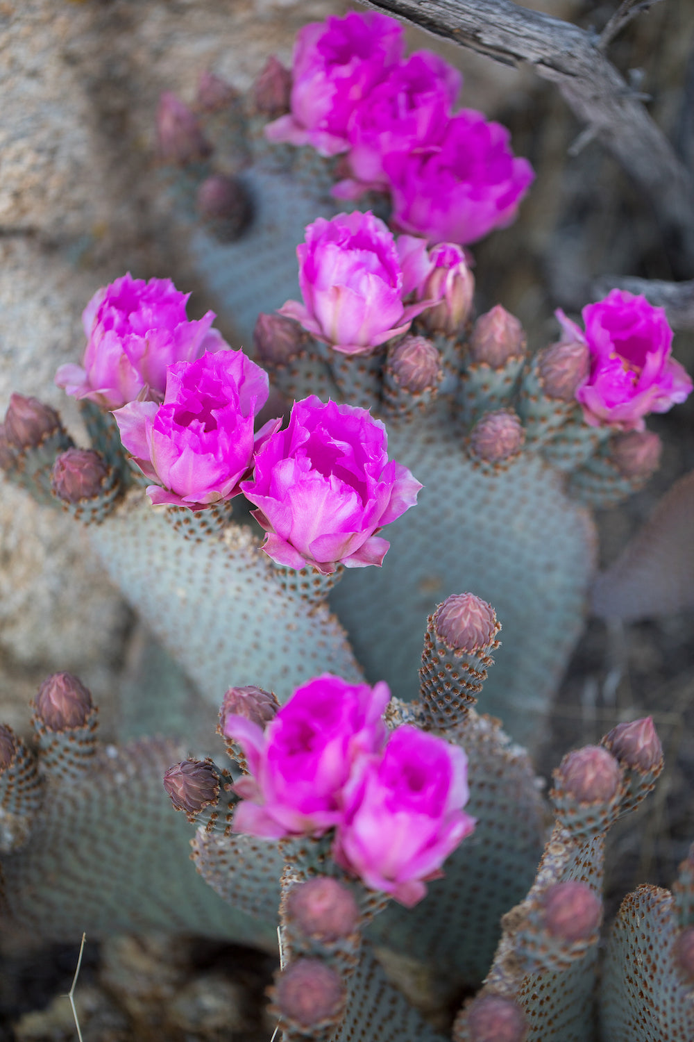 Beavertail Blooms