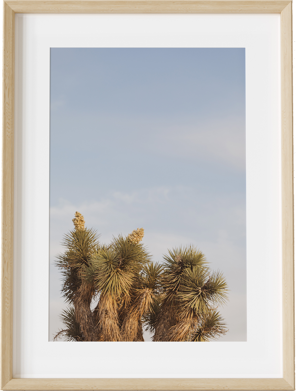 Joshua Tree Tops