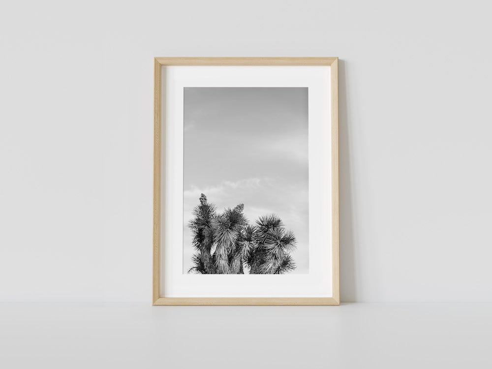 Joshua Tree Tops B&W