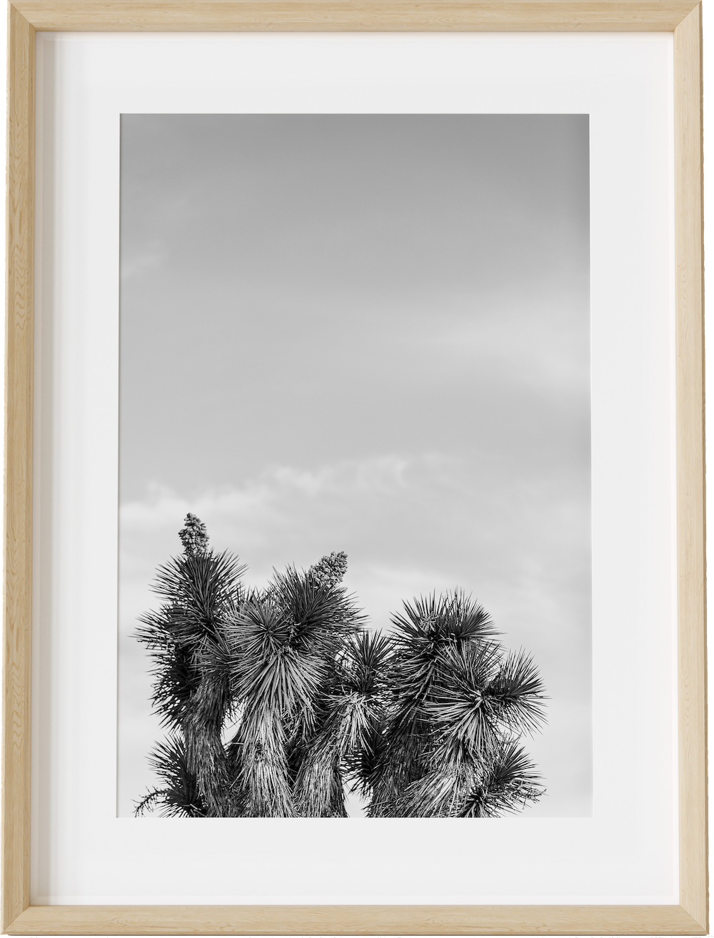 Joshua Tree Tops B&W