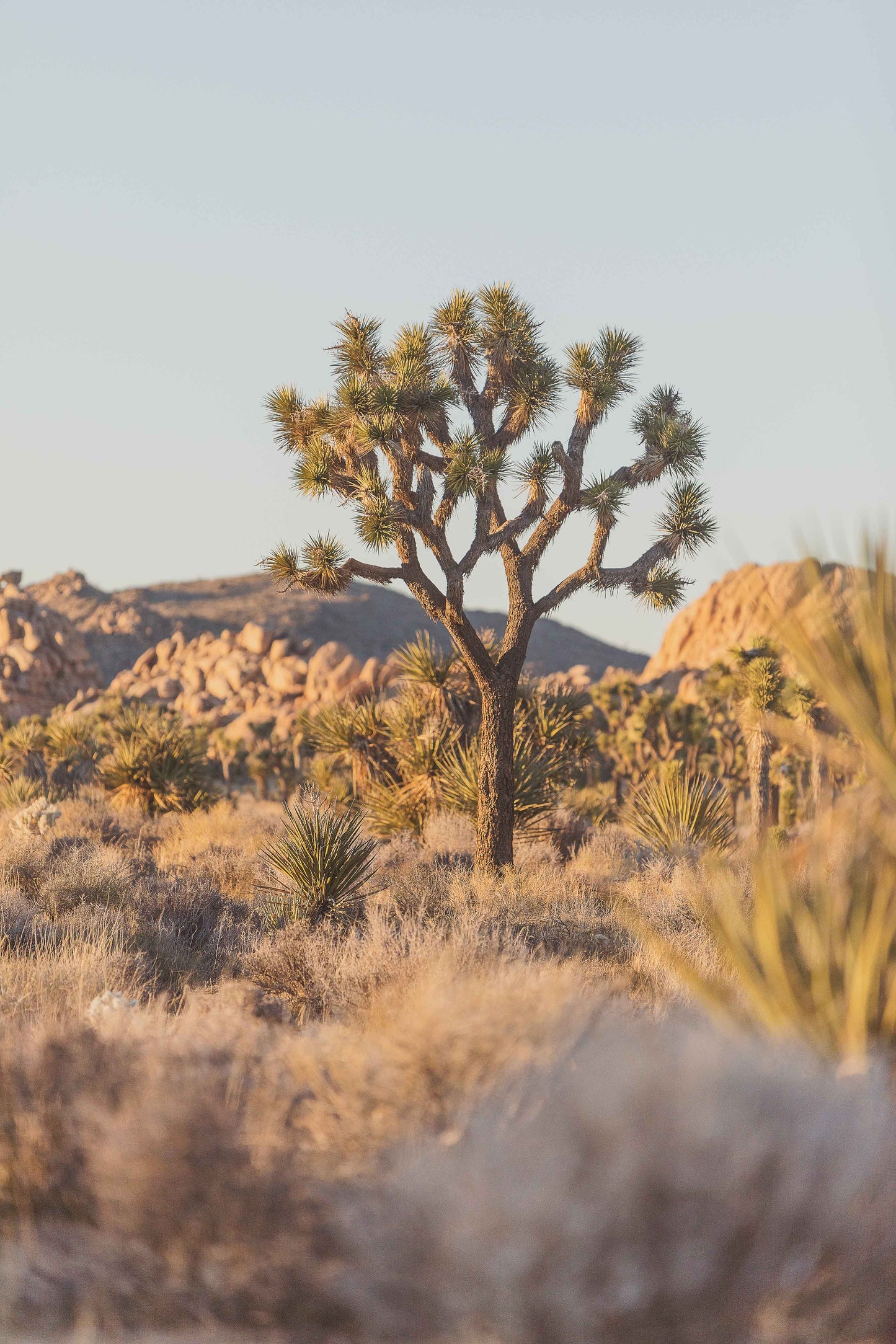 Warm Joshua Tree Sunset
