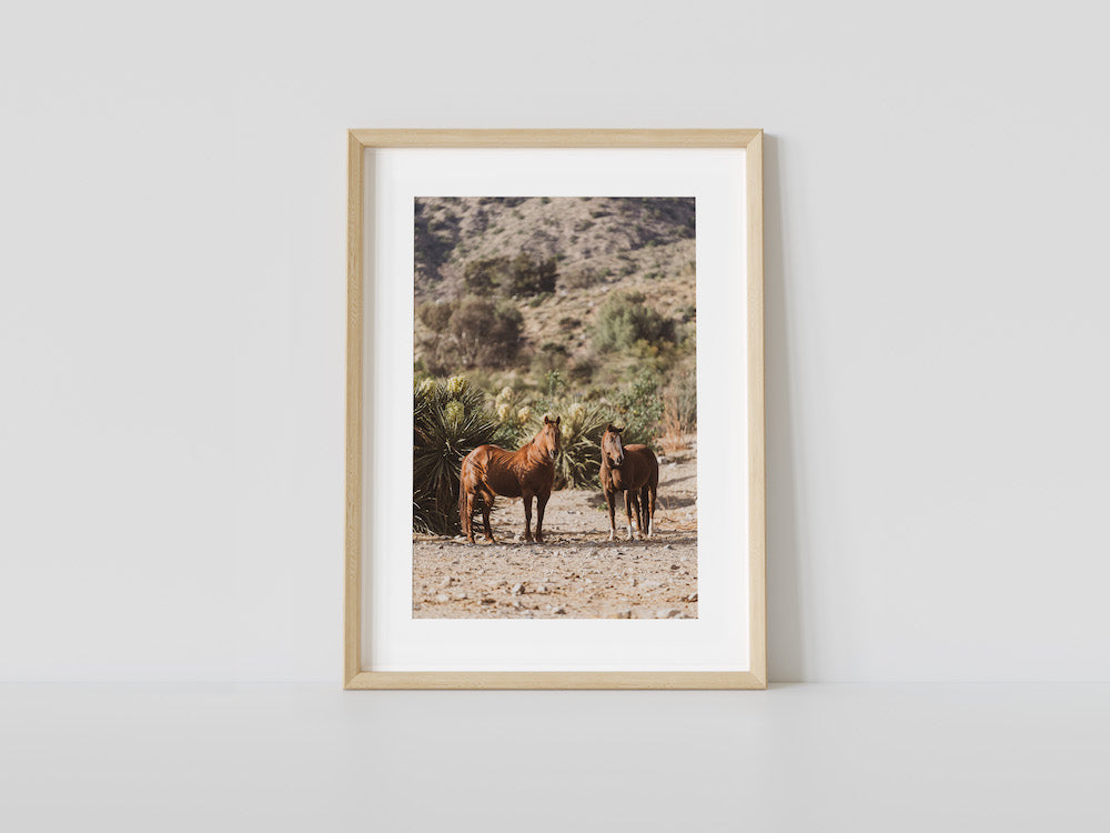 Mojave Desert Horses