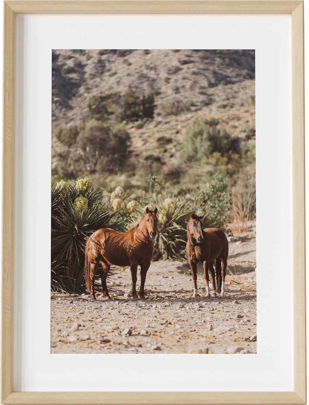 Mojave Desert Horses