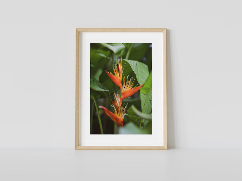 Selva Bird of Paradise