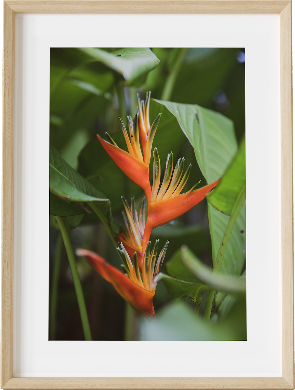 Selva Bird of Paradise
