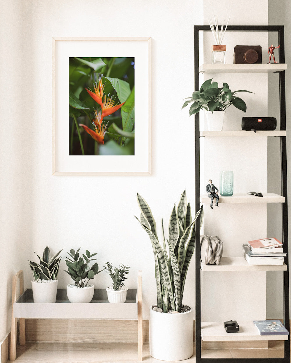 Selva Bird of Paradise