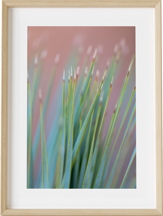 Pink Palm Abstract