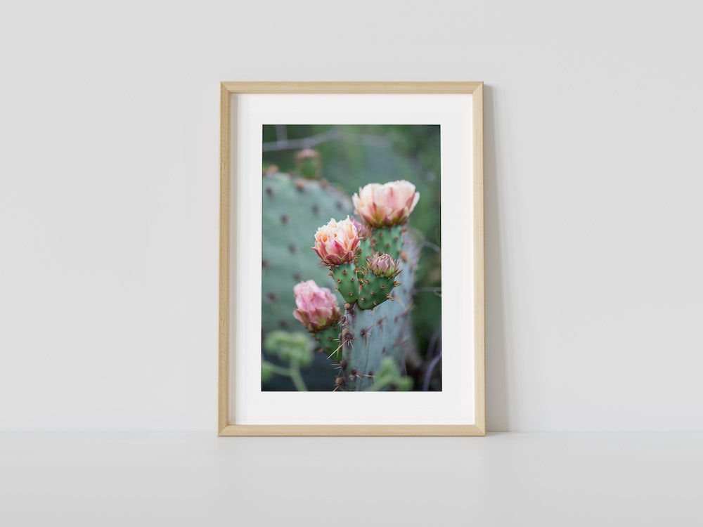 Pink Rose of the Desert