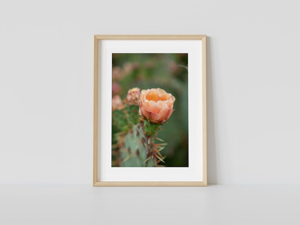 Rose of the Desert