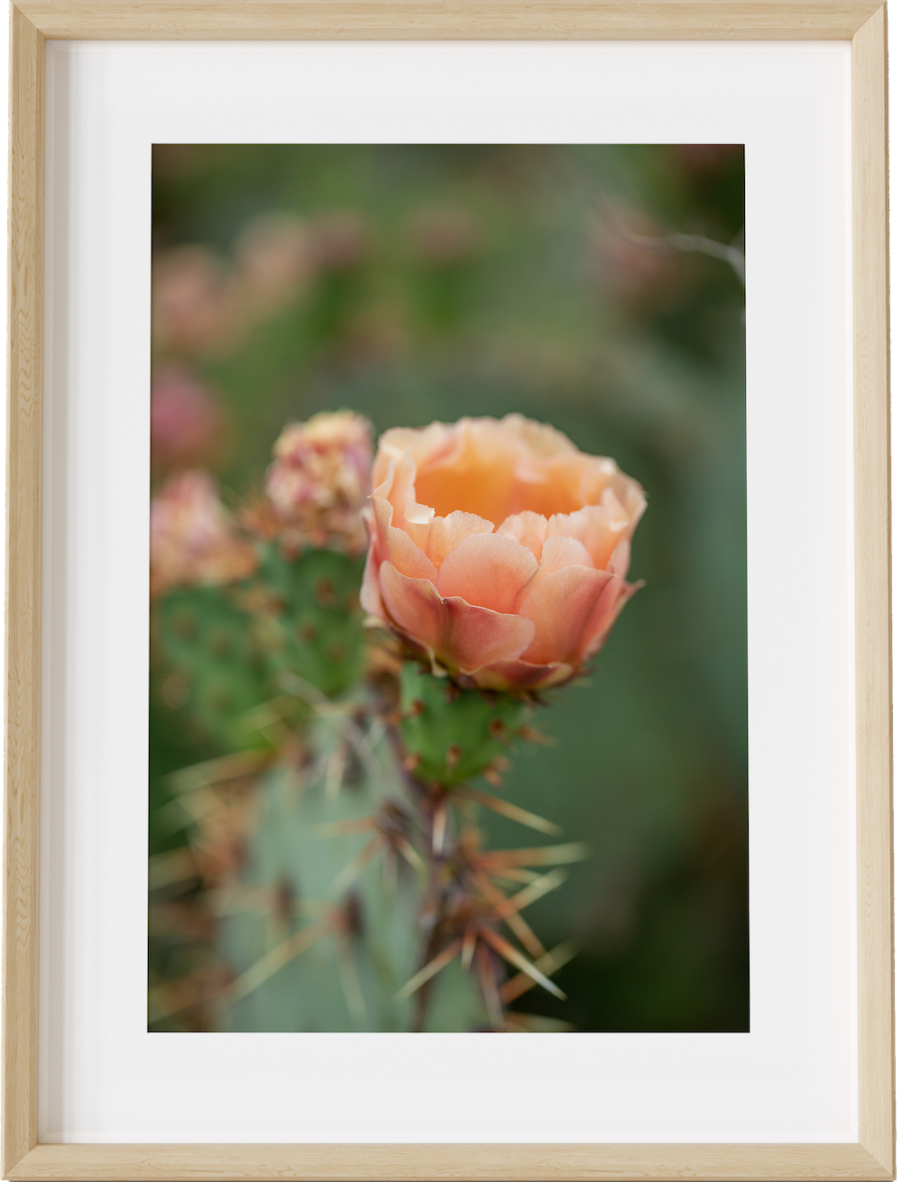 Rose of the Desert