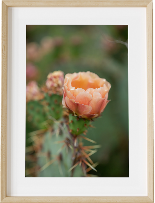 Rose of the Desert