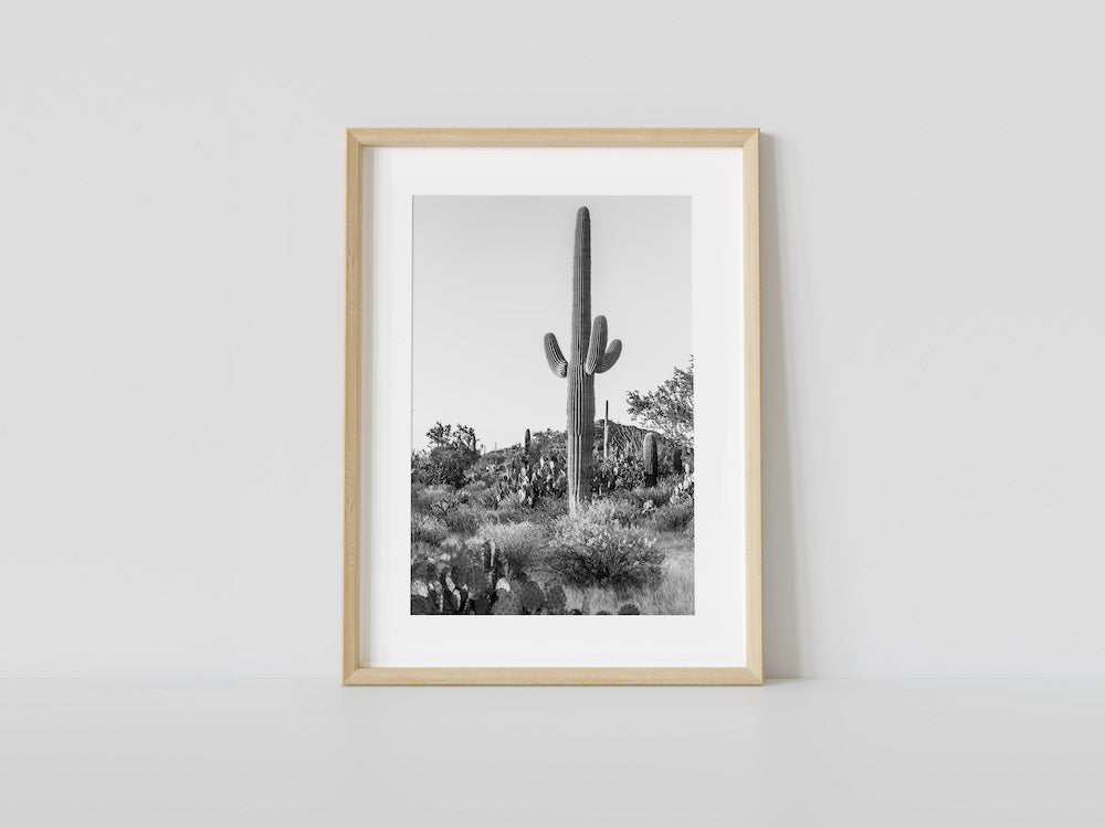 Saguaro B&W