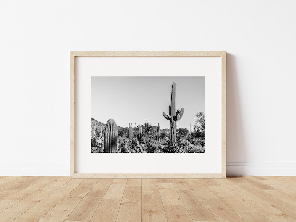 Saguaro Landscape