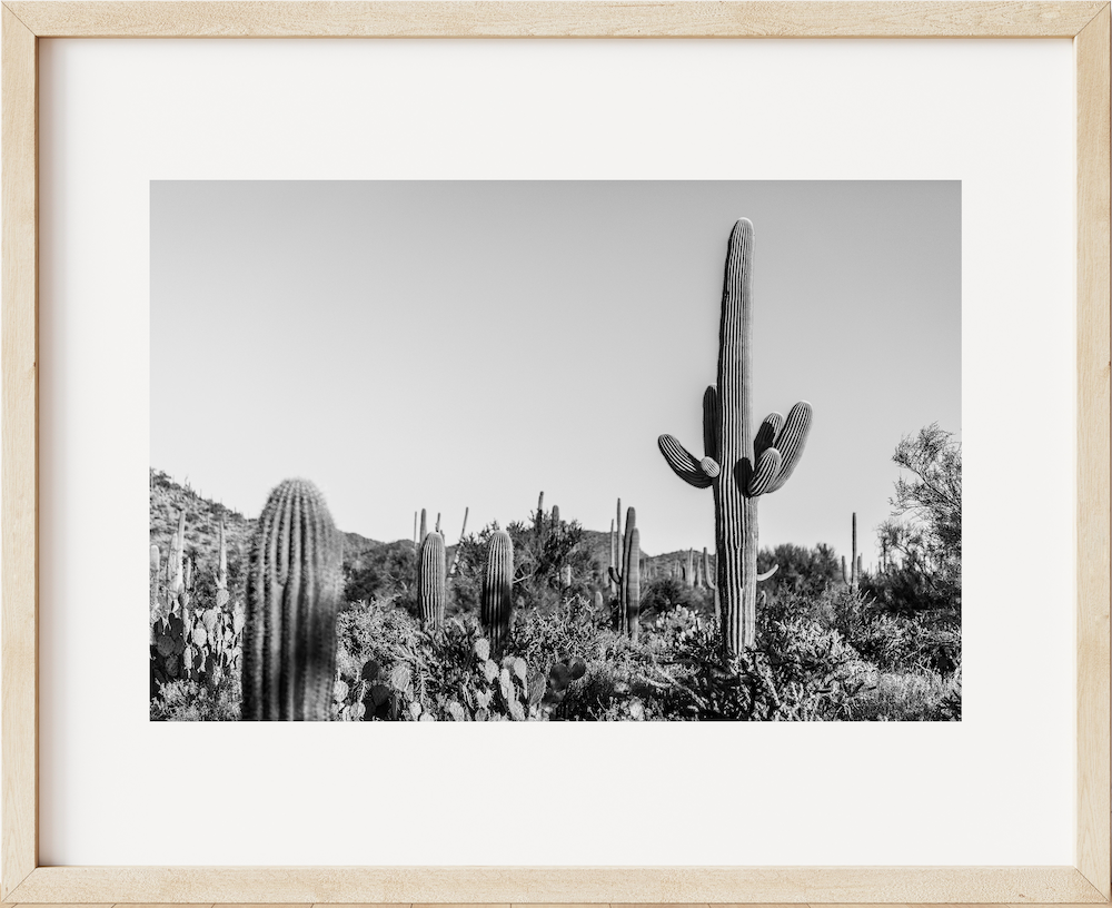 Saguaro Landscape