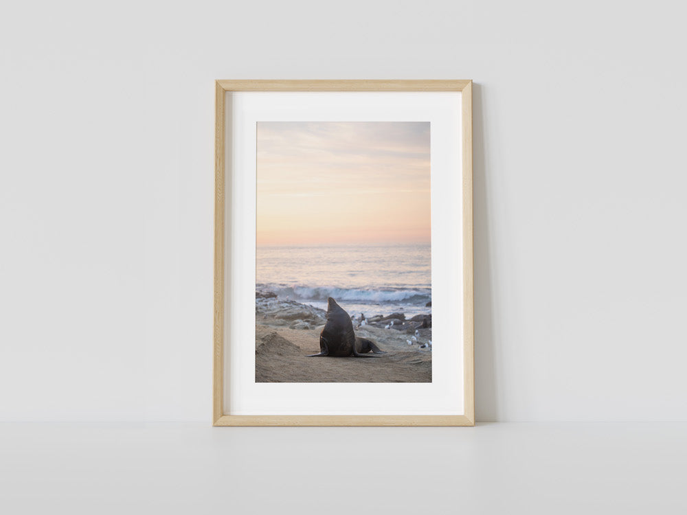 The Big Sea Lion