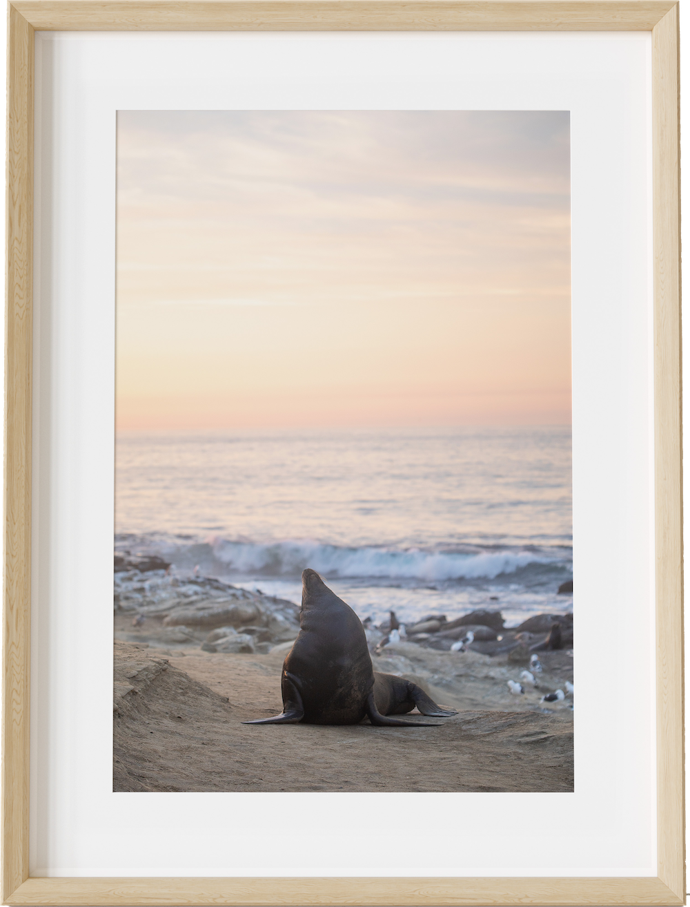 The Big Sea Lion