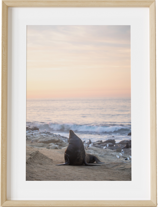 The Big Sea Lion