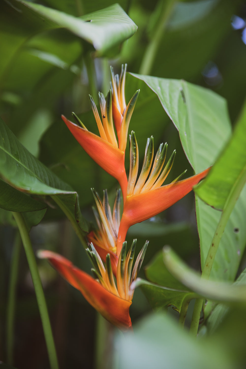 Selva Bird of Paradise