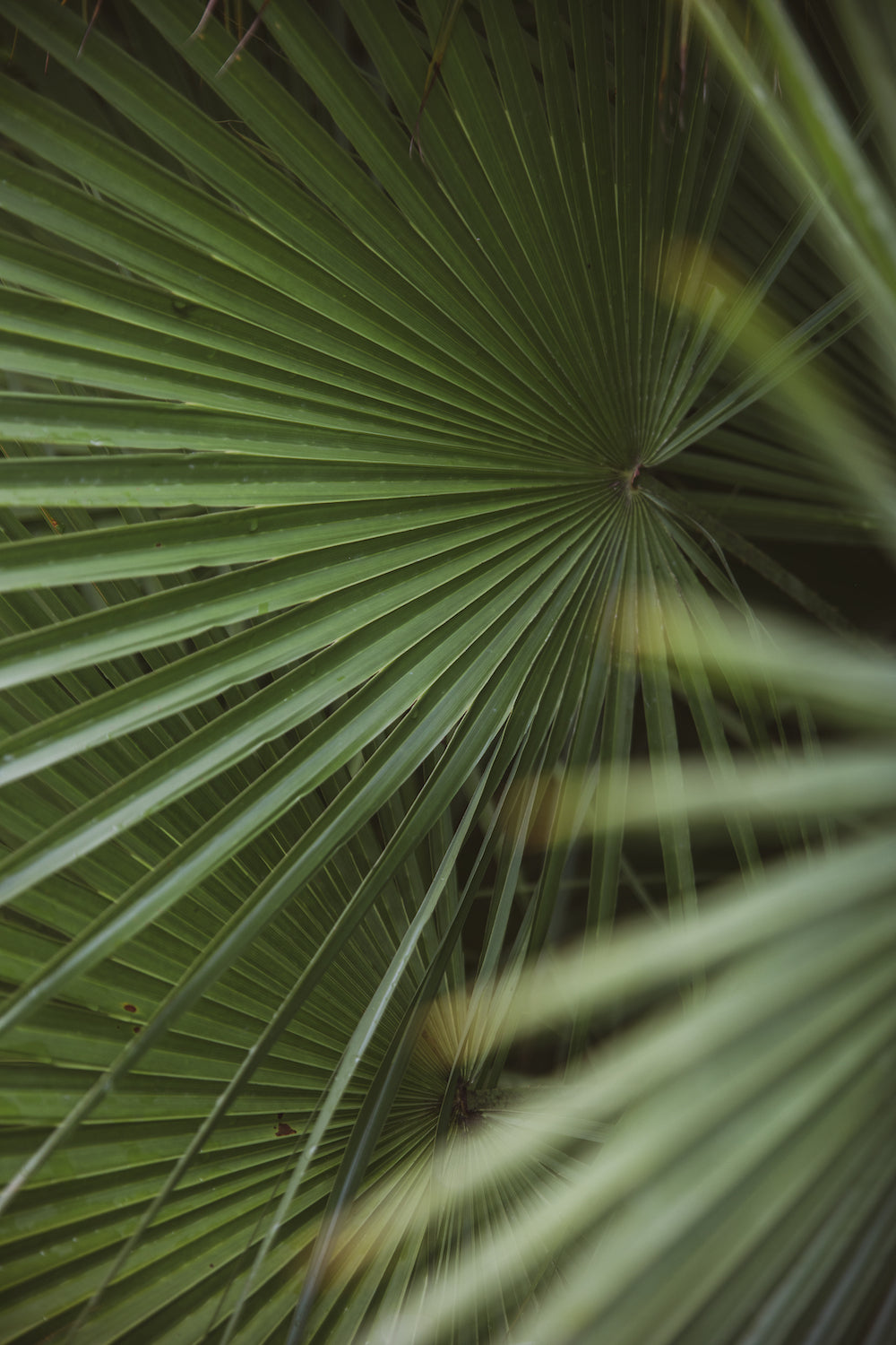Welcome to the Jungle
