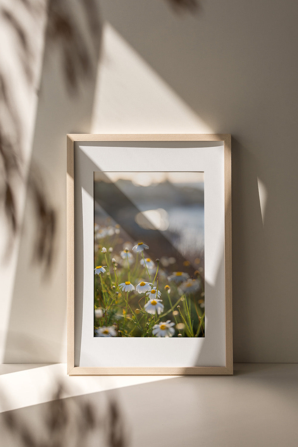 Chamomile & The Cove