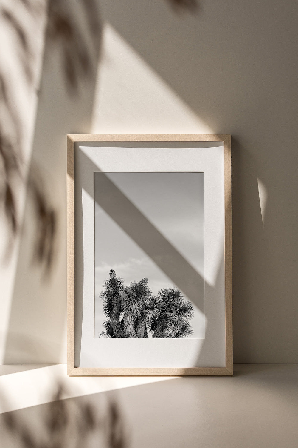 Joshua Tree Tops B&W