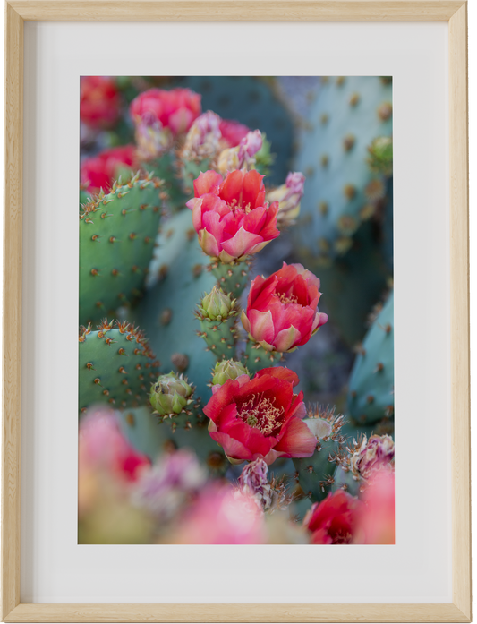 Bright Blooms