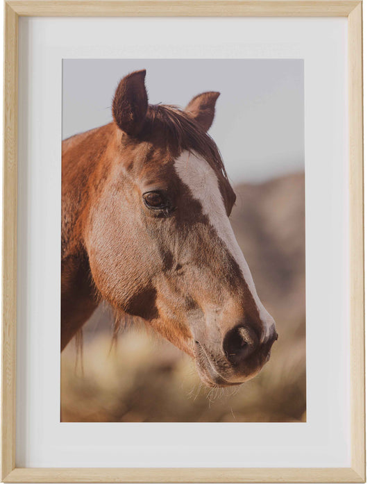 Sweet Horse