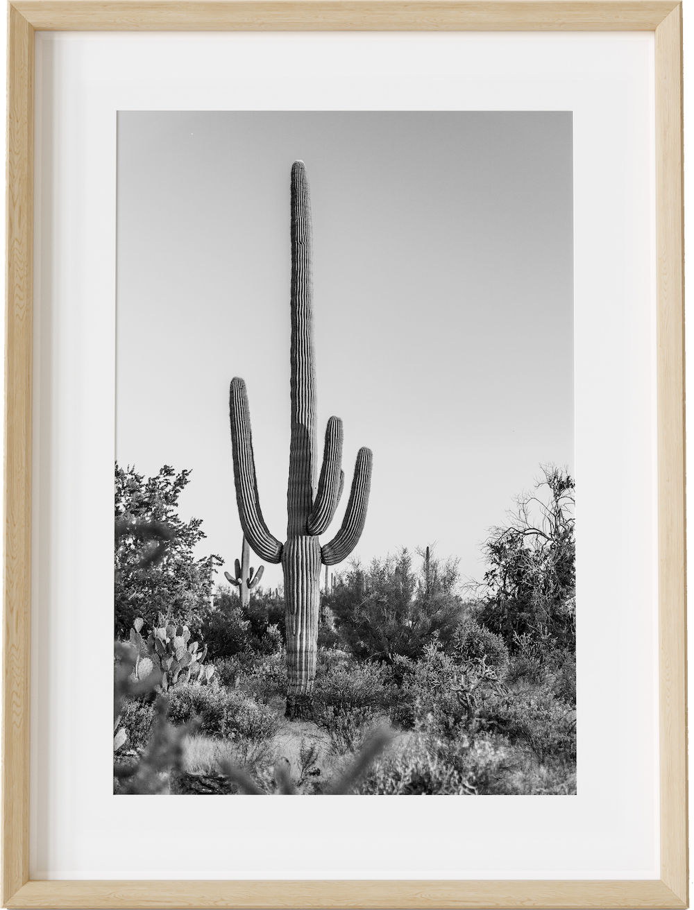 Sir Saguaro
