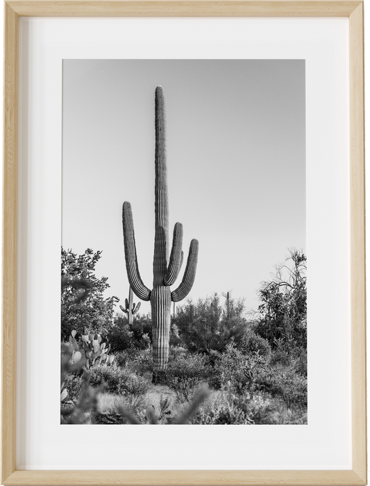 Sir Saguaro