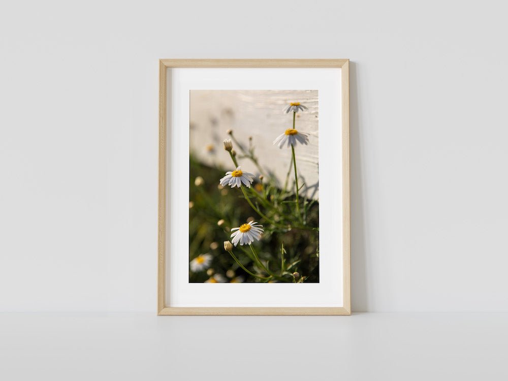 Sweet Chamomile