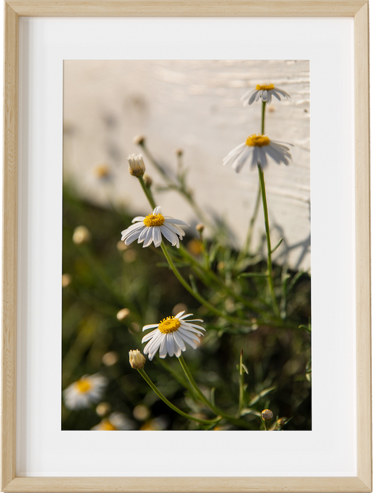 Sweet Chamomile