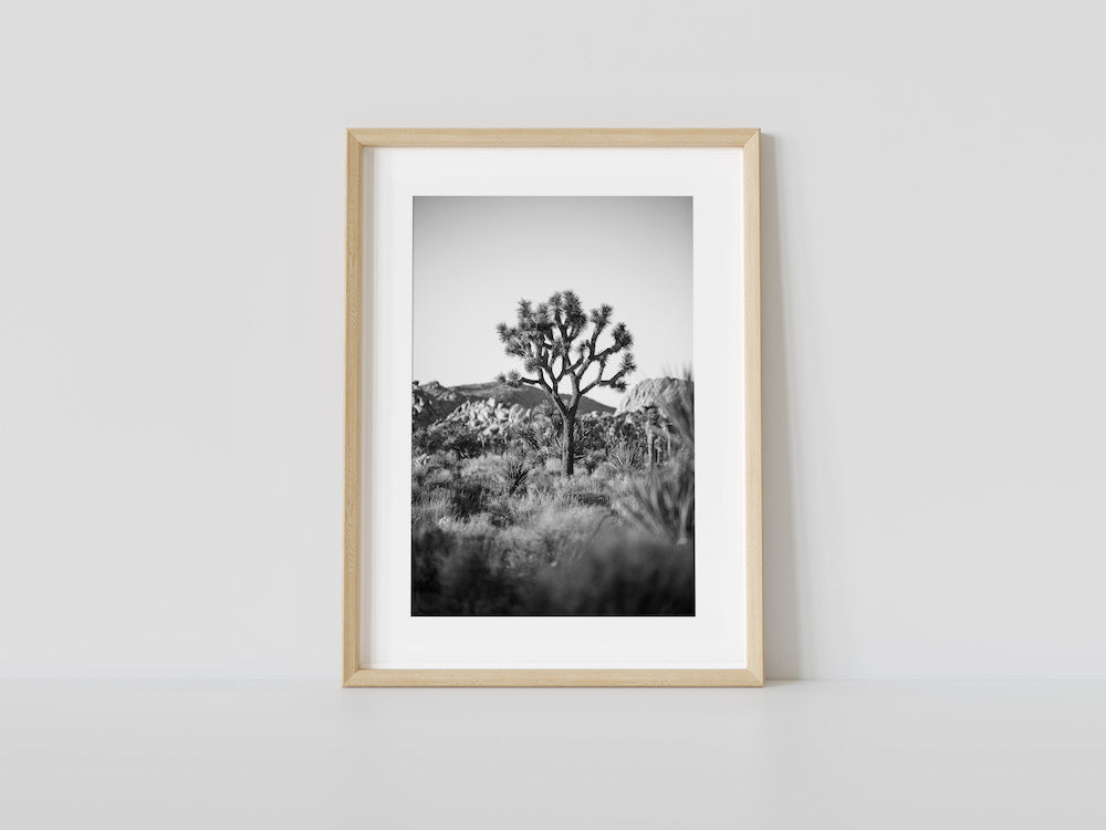 The Joshua Tree B&W