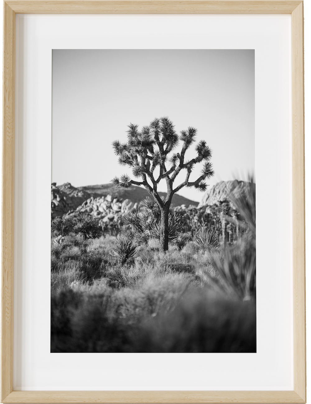 The Joshua Tree B&W
