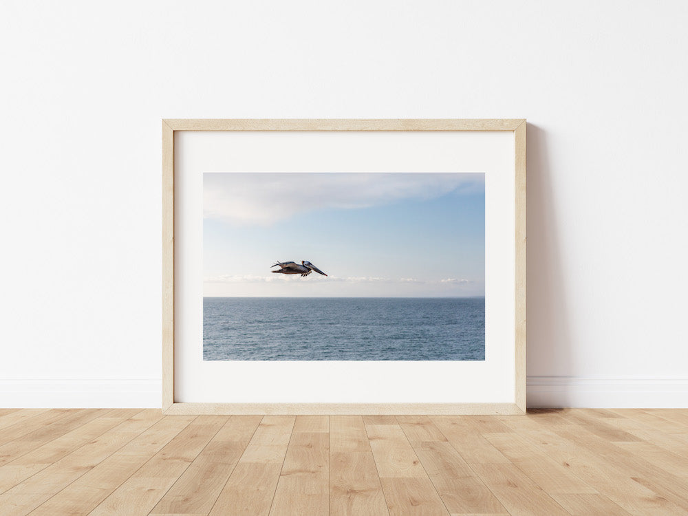 The Pelican