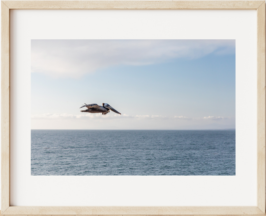 The Pelican