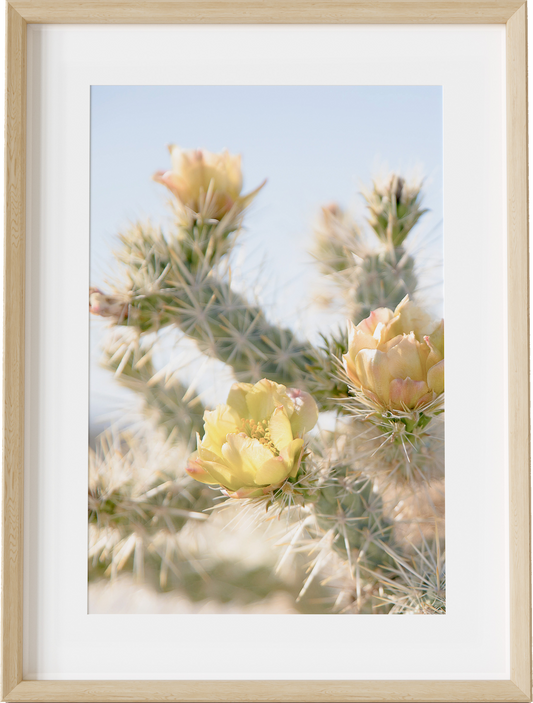 Anza Cactus