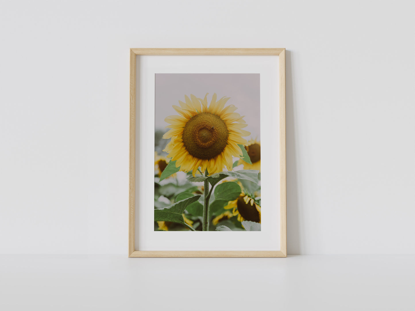 Antique Sunflower