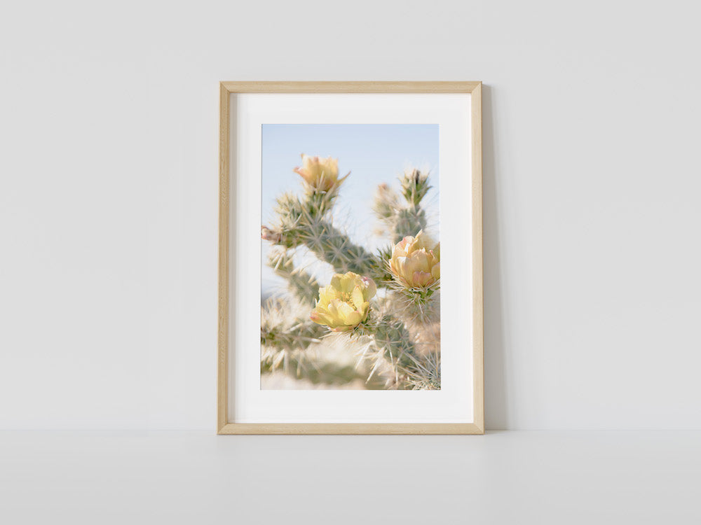Anza Cactus