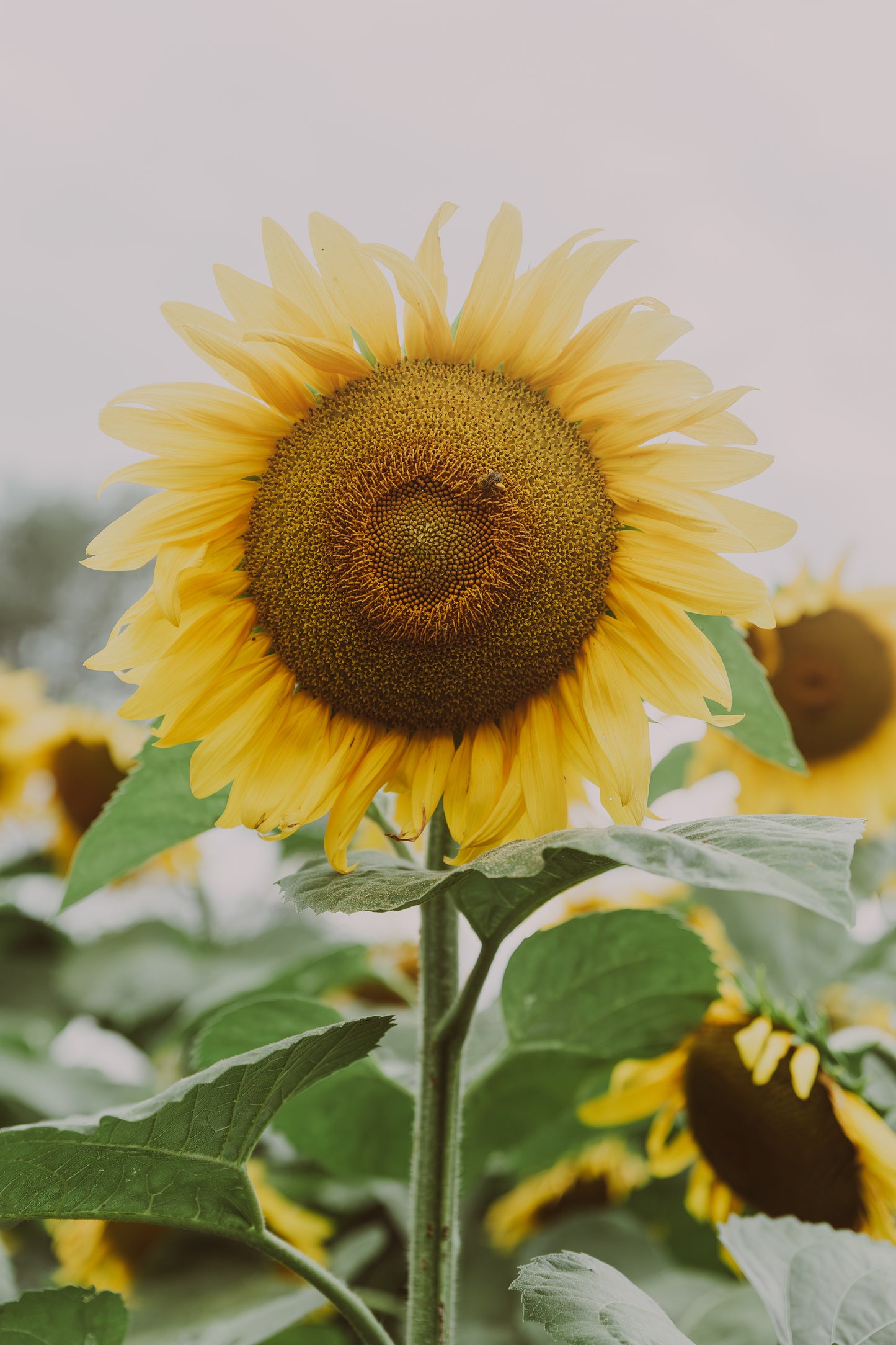 Antique Sunflower