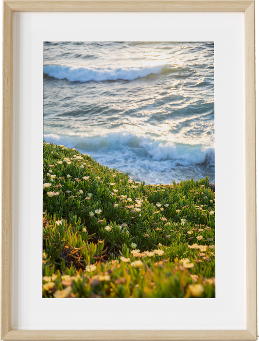 Waves and Ice Plant