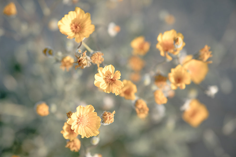 Desert Flowers