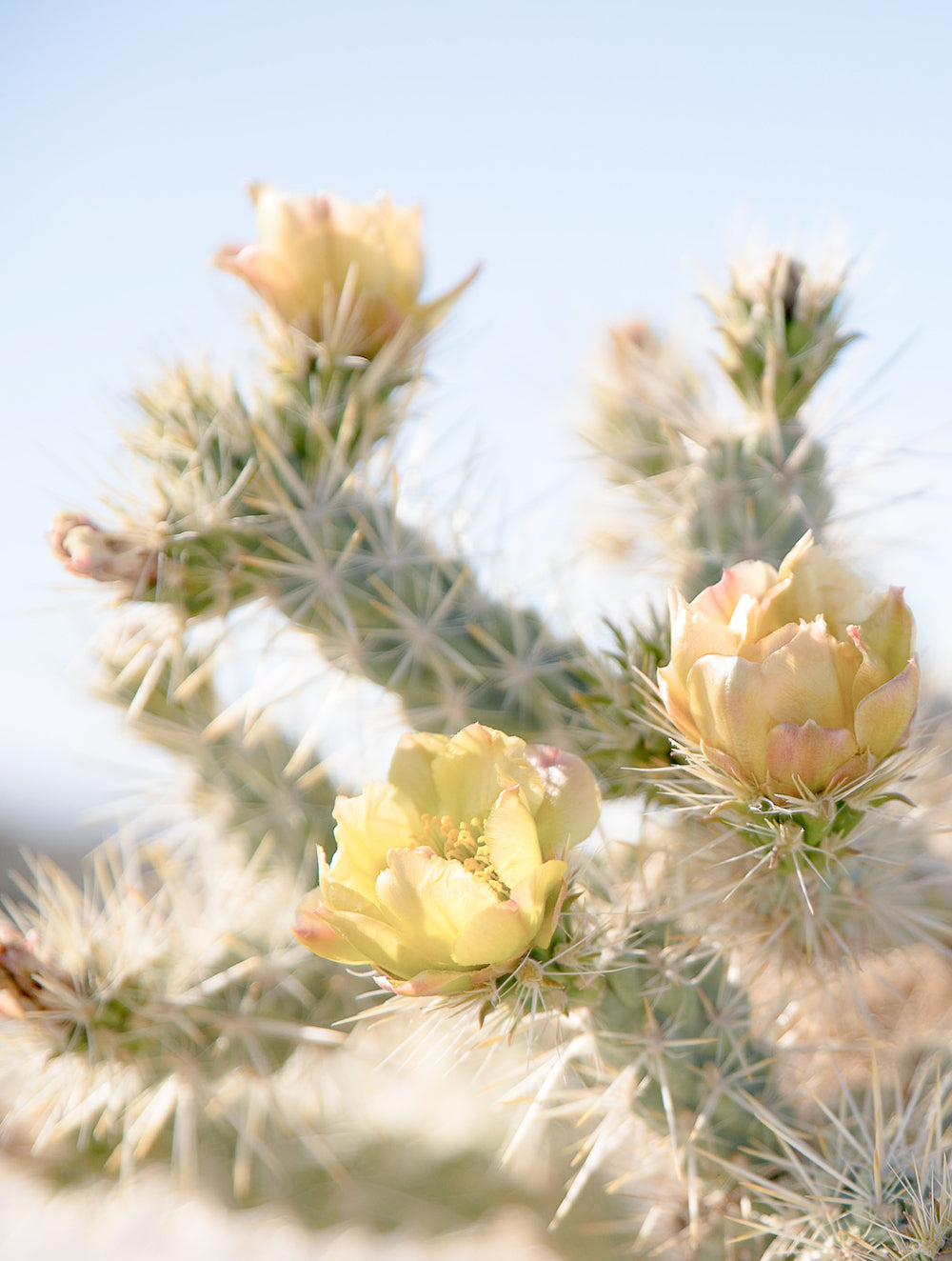 Anza Cactus