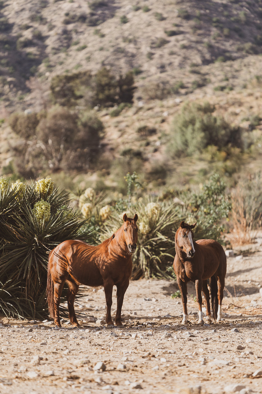 Mojave Desert Horses