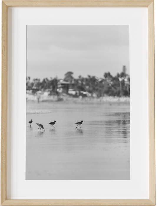 The Willets B&W